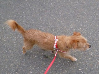ふふん♪ ふふん♪