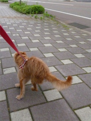 ダッシュ! ダッシュ!