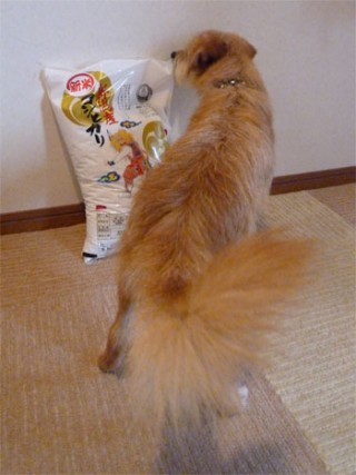 なにものだだ! なにものだだ!