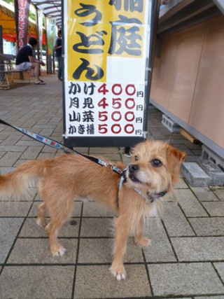 稲庭うどんは、うまいだ。 稲庭うどんは、うまいだ。