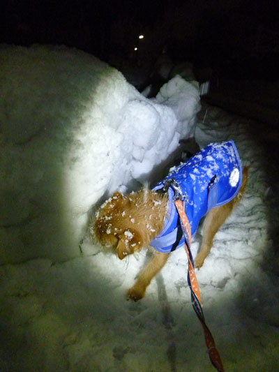 この雪もチェックだ。