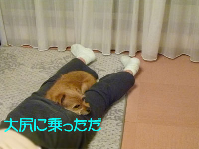 大きくて落ち着くだ。 大きくて落ち着くだ。