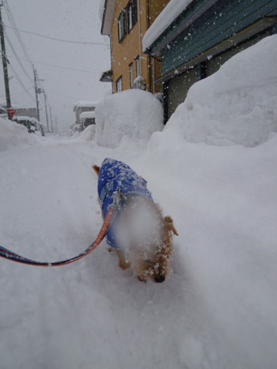カメラにも。 カメラにも。