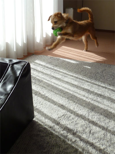 また取ったどー! また取ったどー!