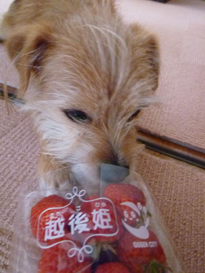 どらどら。