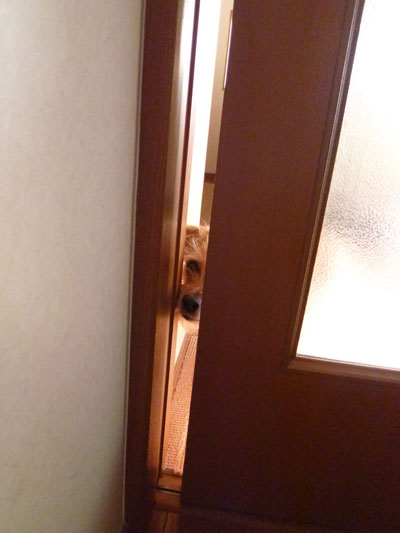 なにしてるだ。 なにしてるだ。