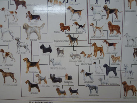 犬族の図。 犬族の図。