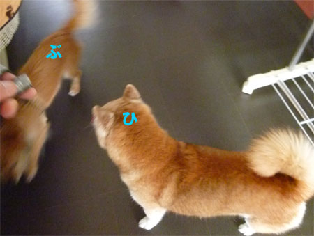 うひゃー! うひゃー!