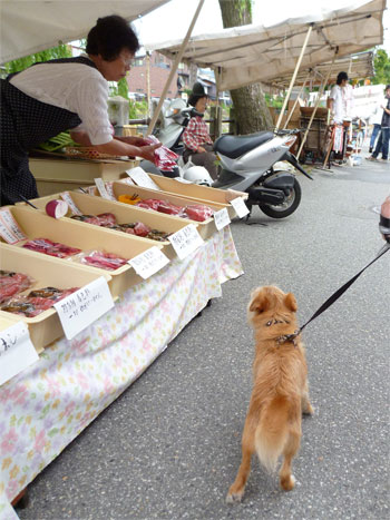 朝市もいくだ。 朝市もいくだ。