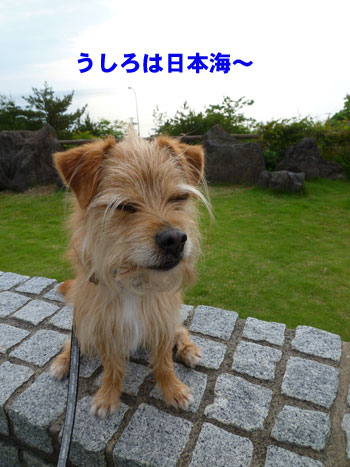 新潟は長いだー。