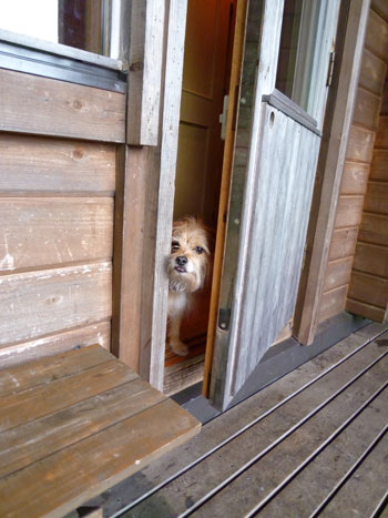 あやしいだ。 あやしいだ。
