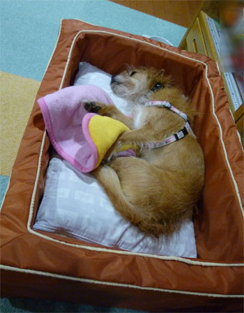 くかー。