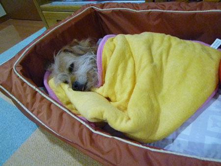ZZZZZ。 ZZZZZ。