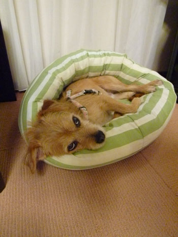 毎晩おでかけしただ。 毎晩おでかけしただ。