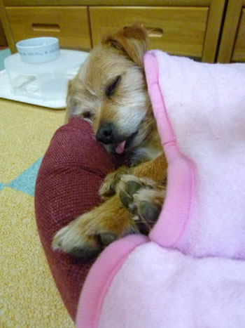 べー。