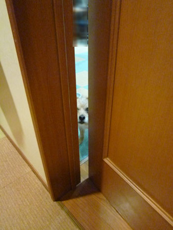 おーい。 おーい。