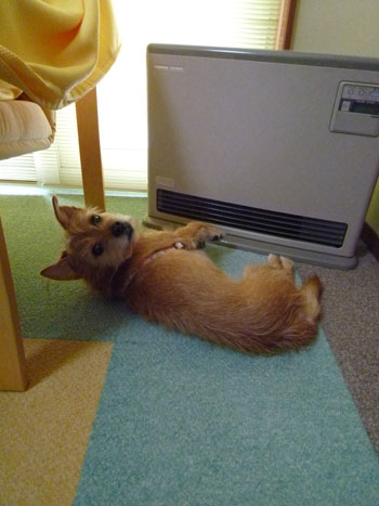 なんかようだか。