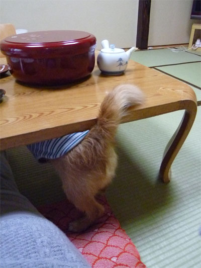 わほーい♪ わほーい♪