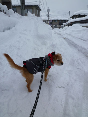 雪だらけだ。 雪だらけだ。