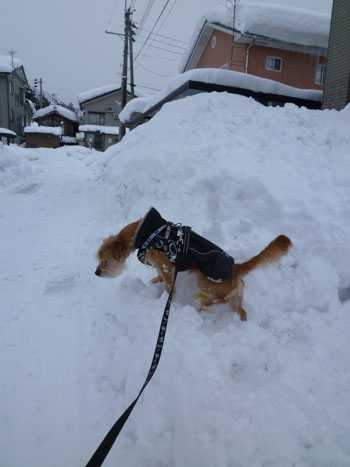 うへ。