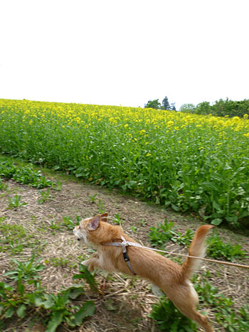 (どりゃ~) (どりゃ~)