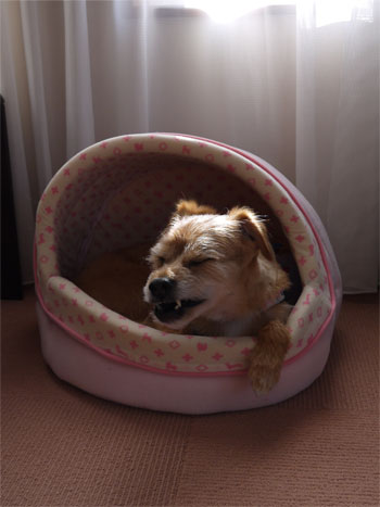 ( くかぁー ) ( くかぁー )