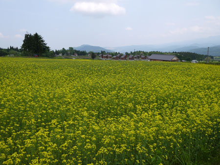 ( いちめんの菜の花 ) ( いちめんの菜の花 )
