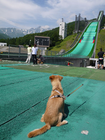 ( あんなところに犬がいるだ ) ( あんなところに犬がいるだ )
