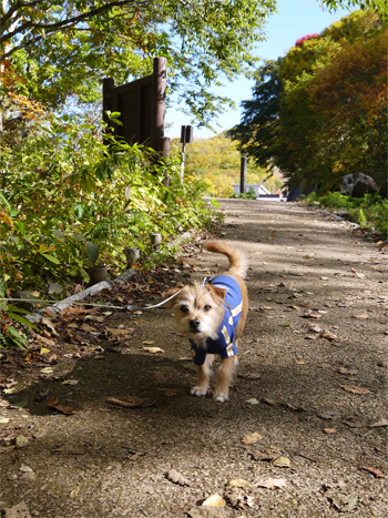 ( いくだー ) ( いくだー )