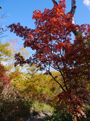 ( なつかしい紅葉 ) ( なつかしい紅葉 )