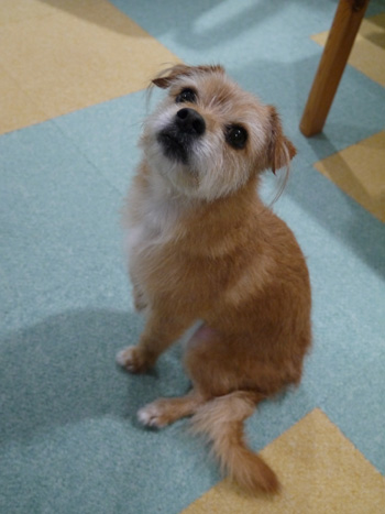 ( イヌザイルかっこいいだ。 )