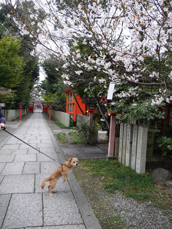 ( 桜だー )