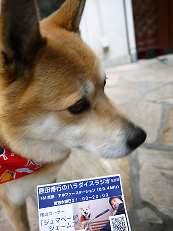 ( ただの犬じゃなかった!)