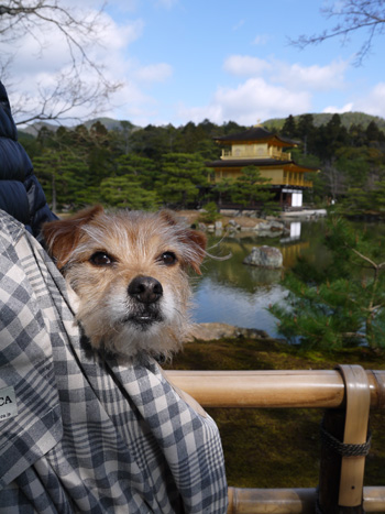 ( 世界遺産だ )