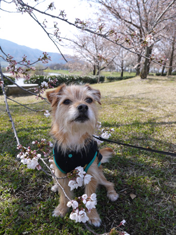 ( 桜とオラ )