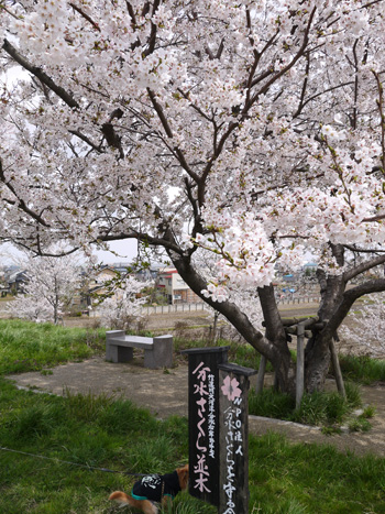 ( 桜の下で )