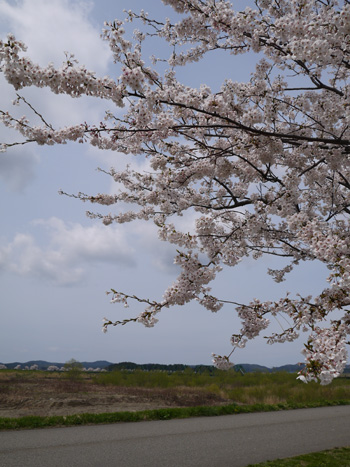 ( 両岸に桜並木 )
