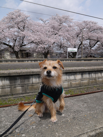 ( 分水駅とオラ )