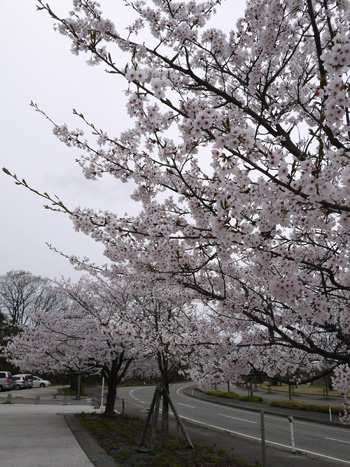 ( 桜並木 )