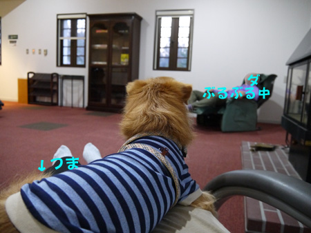 ( ぶるぶるぶるぶる )