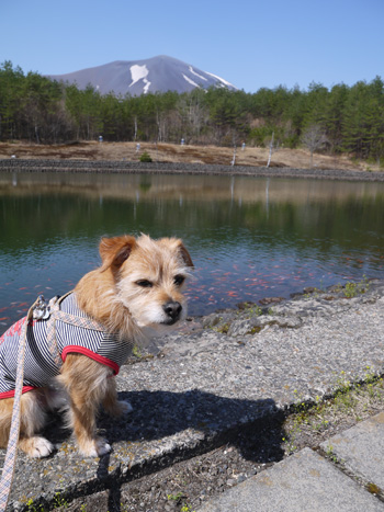 ( またモデルだ )