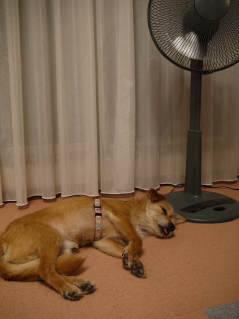( zzzzzz )