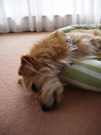 ( ZZZZZZ )