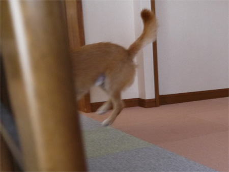 ( うほほ~い♪ )