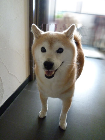 いらっしゃい。 いらっしゃい。