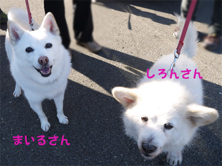 ( まいるちゃん&しろんくん )