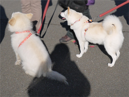 ( おらの足元に・・・ )