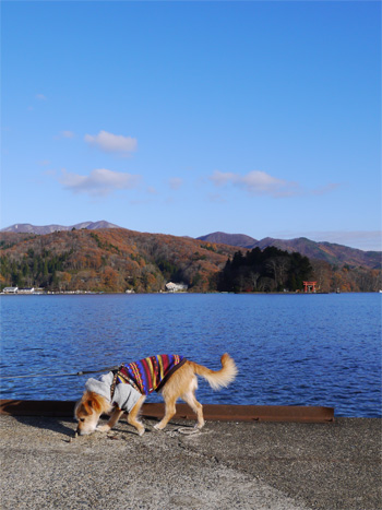 ( 安心しただ )