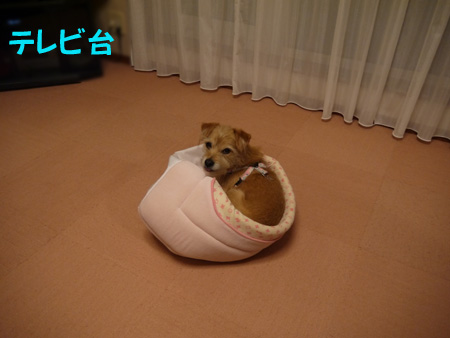 ( どんぶらこっこだ )