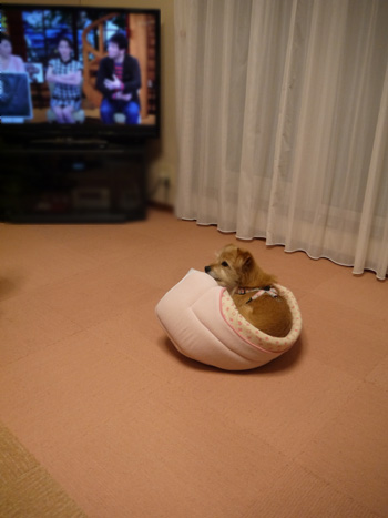 ( 。。。。。。。 )